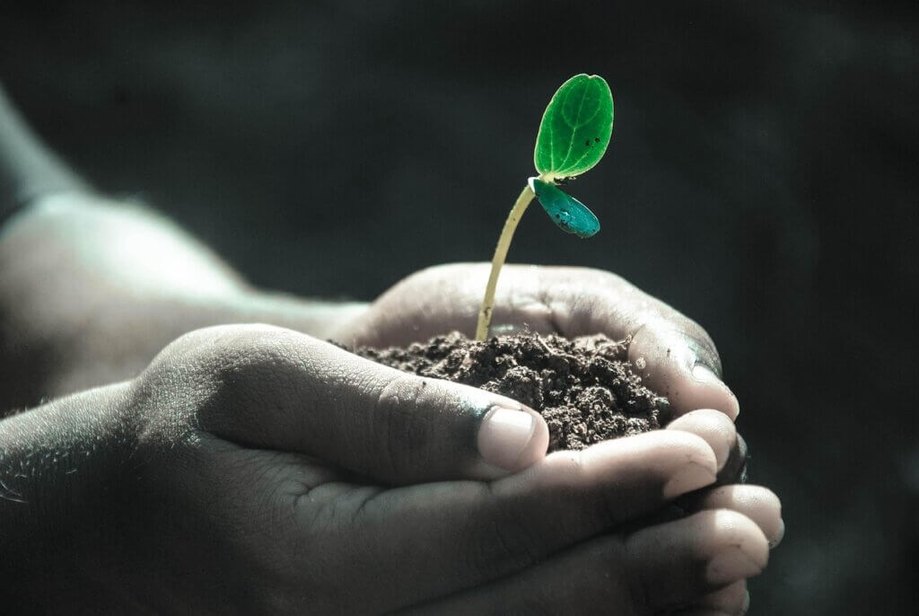 Todd's Seeds