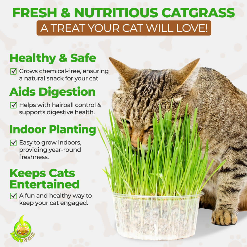 Todd's Seeds Catgrass Seeds